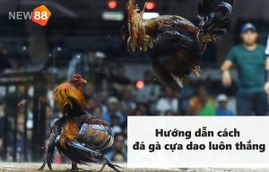 Hướng dẫn cách đá gà cựa dao luôn thắng
